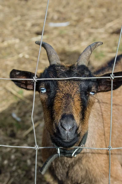 Goat with horns through fence — Stock Photo, Image