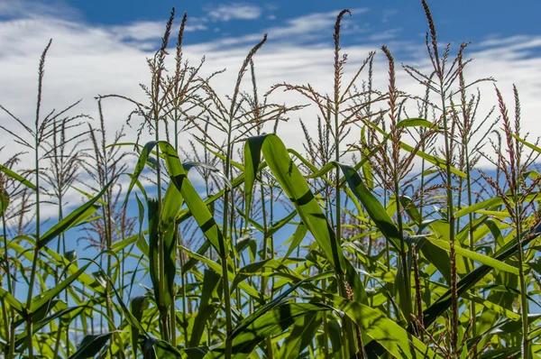 Πράσινο cornstalks με το γαλάζιο του ουρανού — Φωτογραφία Αρχείου