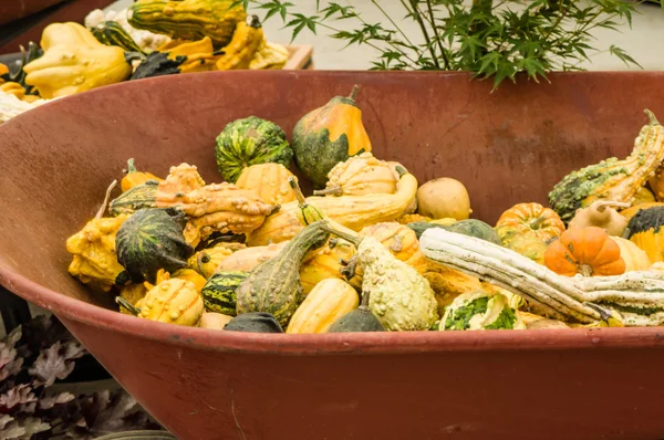 Fall gourds in a wheel barrow — Stock Photo, Image