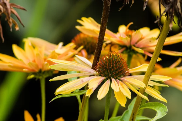 꽃에 노란 에키네시아 꽃 — 스톡 사진