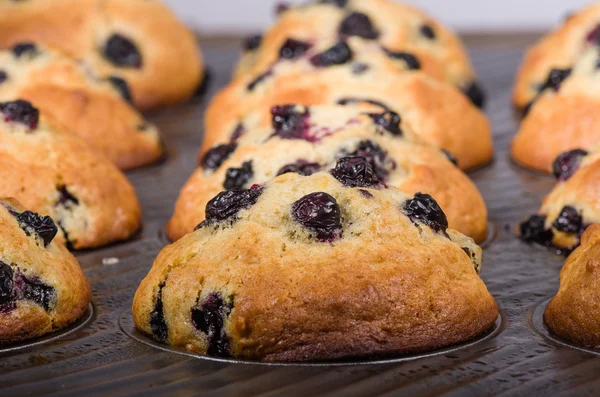 Row of baked berry muffins — Stock Photo, Image