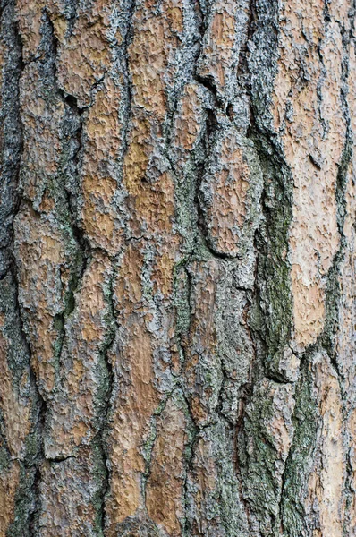 Struktura kůry stromu nebo pozadí — Stock fotografie