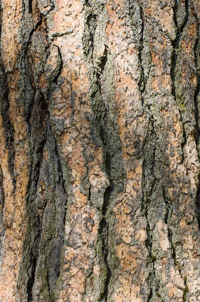 Struktura kůry stromu nebo pozadí — Stock fotografie