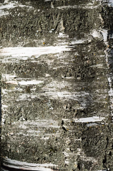 Struttura o sfondo della corteccia dell'albero — Foto Stock