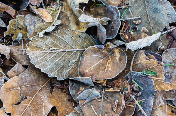 Gefallene Herbstblätter als Hintergrund — Stockfoto