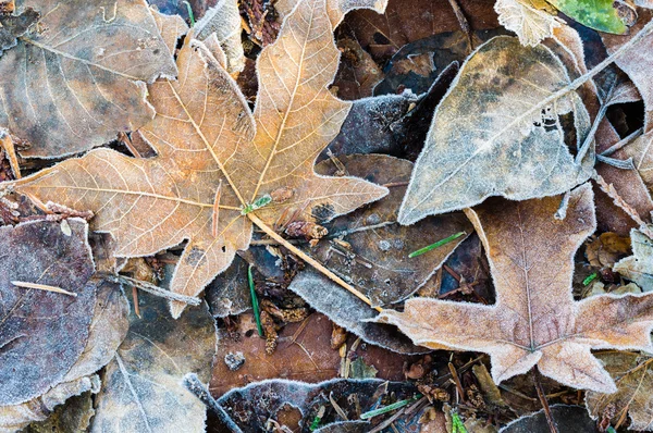 Hojas caídas de otoño para el fondo —  Fotos de Stock