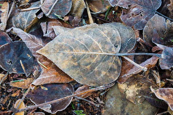 Hojas caídas de otoño para el fondo —  Fotos de Stock