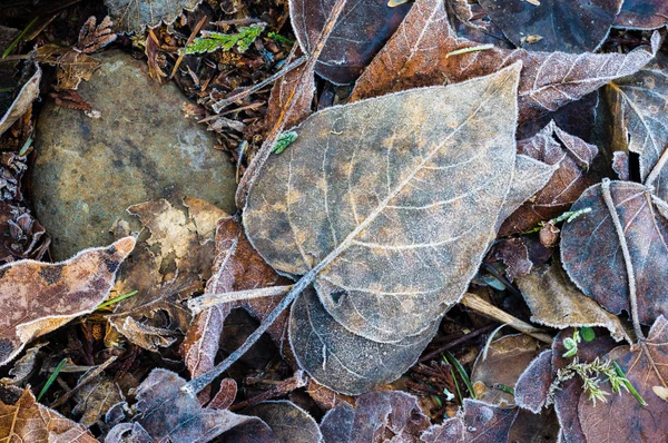 Feuilles d'automne tombées pour fond — Photo