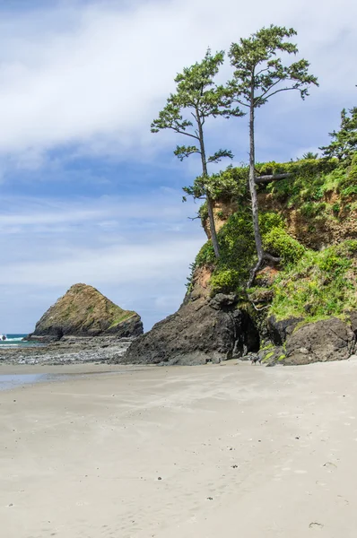 Піщаний пляж з нависаючими дерев — стокове фото