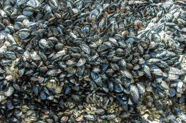 Mejillones creciendo en las rocas de la piscina marea — Foto de Stock