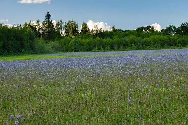 Vild blomma äng med Camas blommor — Stockfoto