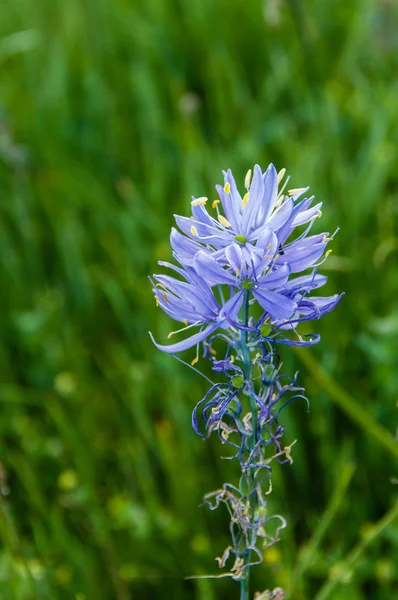 Camassia quamash květina v květu — Stock fotografie