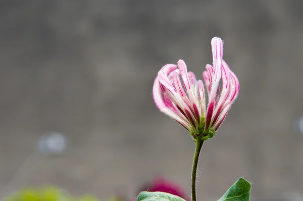 Röd blomma bara öppna kronblad Royaltyfria Stockfoton