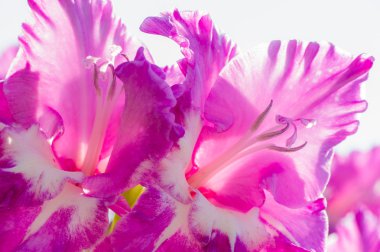 Yüksek anahtar görüntü arka planı için çiçek