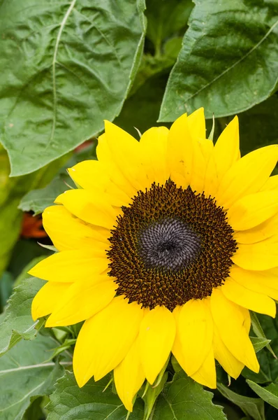 Pianta gialla di girasole in fiore — Foto Stock