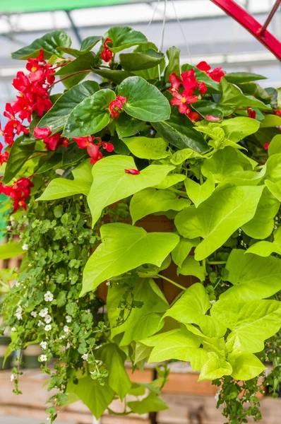 Hanging basket with green vine and begonias — Stock Photo, Image