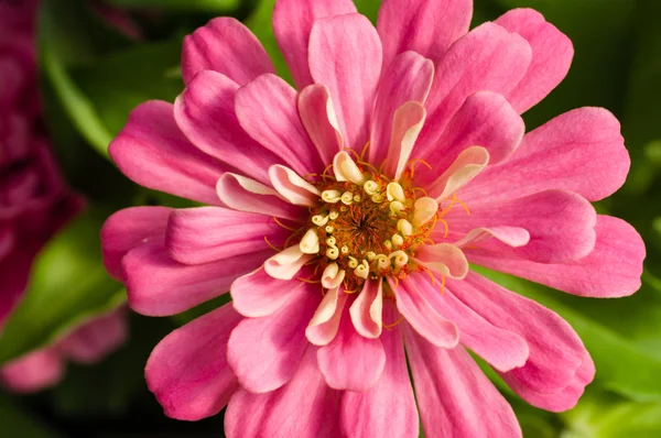 Pink Zinnia flower showing petals — Stock Photo, Image