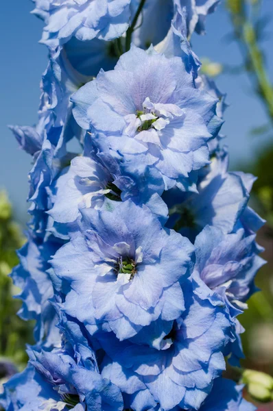 Stjälk av blå blommor med snäva kronblad — Stockfoto