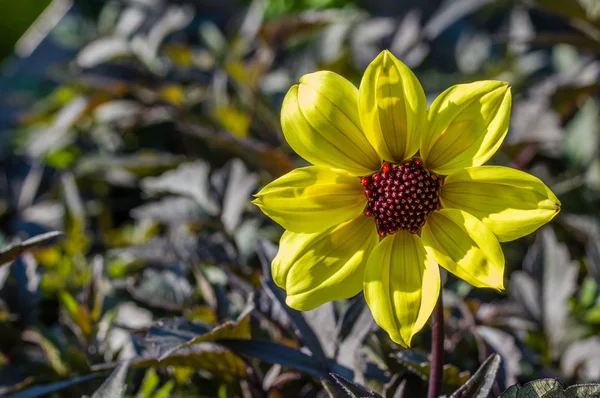 Sarı yıldız çiçeği çiçek çiçeklenme — Stok fotoğraf
