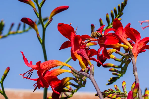 Медова бджола запилює червону квітку — стокове фото