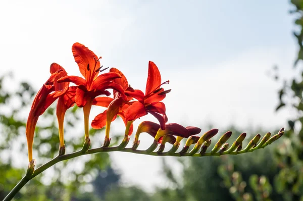 Crocosmia flor em flor retroiluminado — Fotografia de Stock