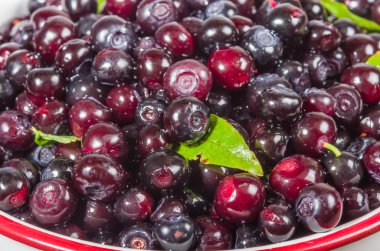 Vahşi hucleberries taze aldı