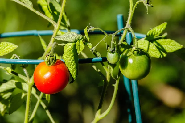 Tomates sur la vigne dans le jardin — Photo