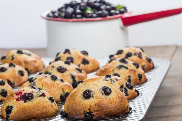 Pan of fresh picked berries and muffins — Stock Photo, Image