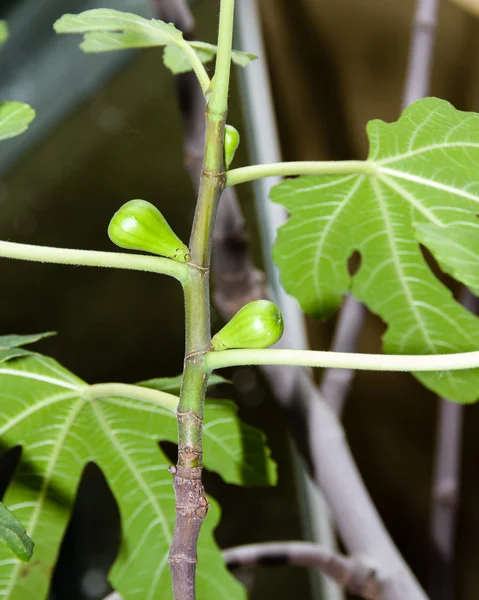 Green figs growing on a tree — Stock Photo, Image