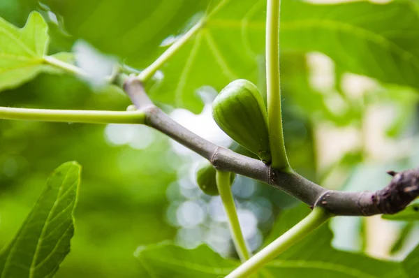 Fig fruits on a branch of a fig tree — Stock Photo, Image