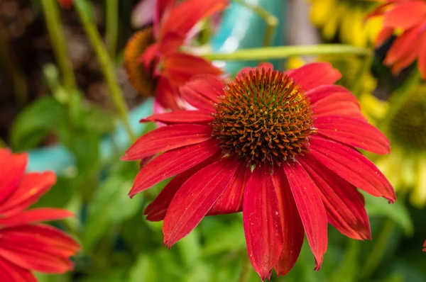 Red Echinacea flowers in bloom — Stock Photo, Image