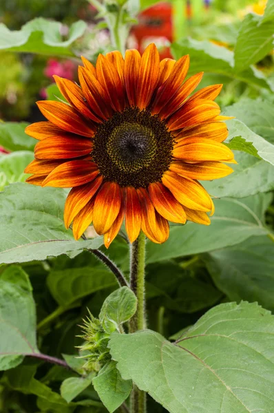 Orange sunflower plant blooming with leaves — Stock Photo, Image
