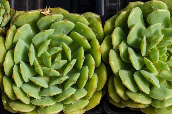 Sedum plant with tight rosette — Stock Photo, Image