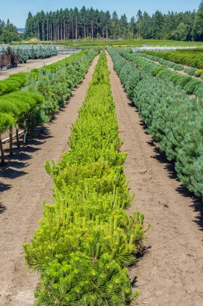 Kleine pijnbomen groeien in een kwekerij — Stockfoto