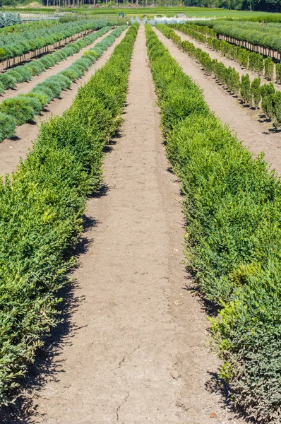 Plantes de buis poussant dans une pépinière — Photo