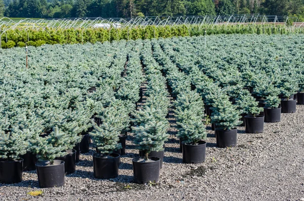 Rijen van potter kwekerij planst — Stockfoto