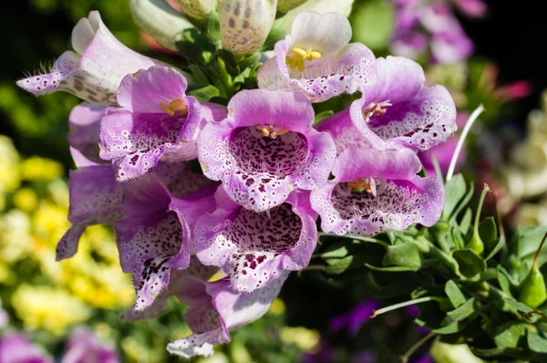 Digitalis purpurea ดอกไม้บานเต็มที่ — ภาพถ่ายสต็อก