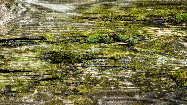 Moss cubierta tablero envejecido con grano —  Fotos de Stock