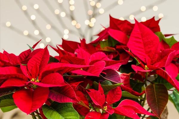 Fleurs de poinsettia rouge vif en fleurs — Photo