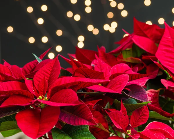 Flores rojas de poinsettia en flor fondo oscuro — Foto de Stock