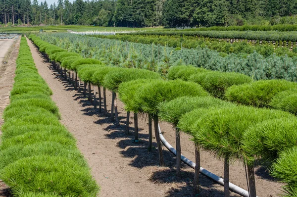 Rijen van decoratieve pine struiken — Stockfoto