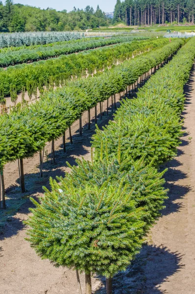 Rijen van conifer struiken in een kwekerij — Stockfoto