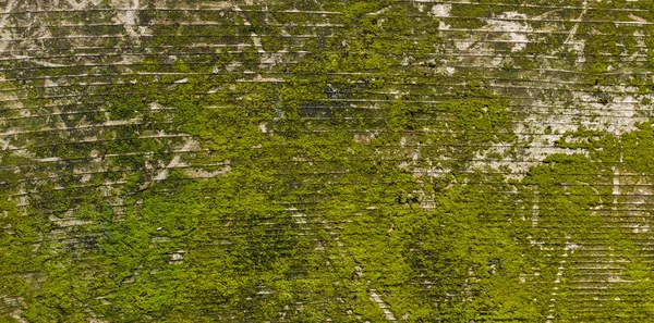 Moss recouvert de planches altérées avec du grain — Photo