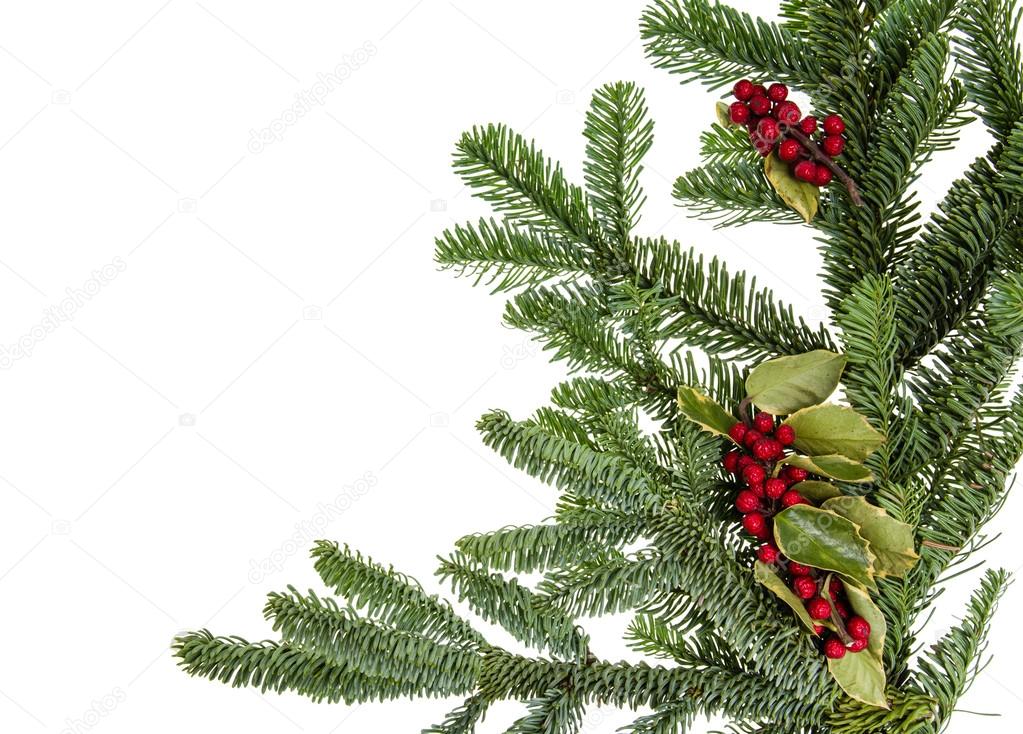 Noble fir bough with holly