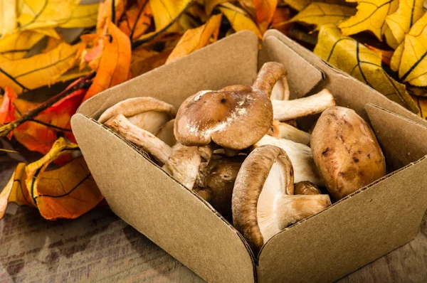 Vak van verse Portobella champignons met najaar verlaat — Stockfoto