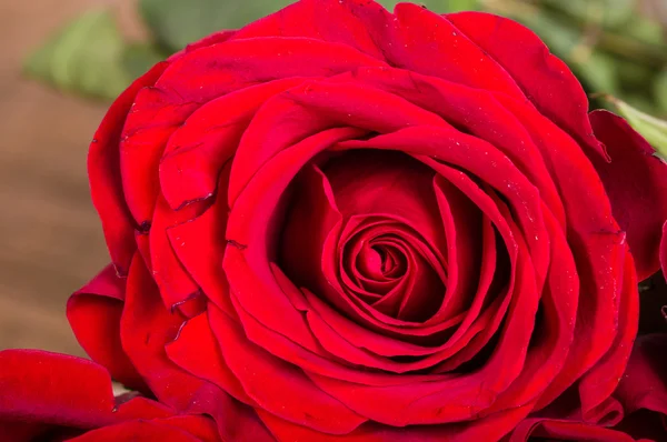 Single red rose showing petals — Stock Photo, Image