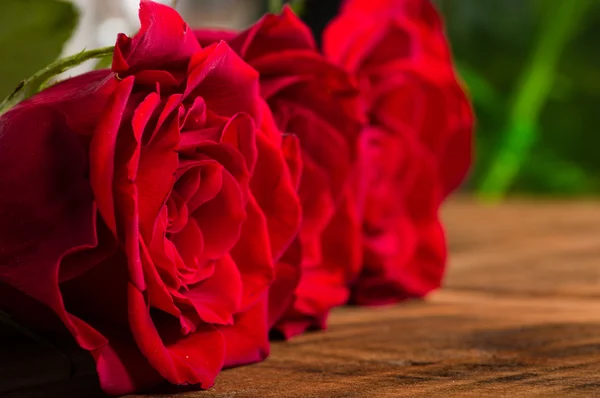 Red roses with narrow focus — Stock Photo, Image