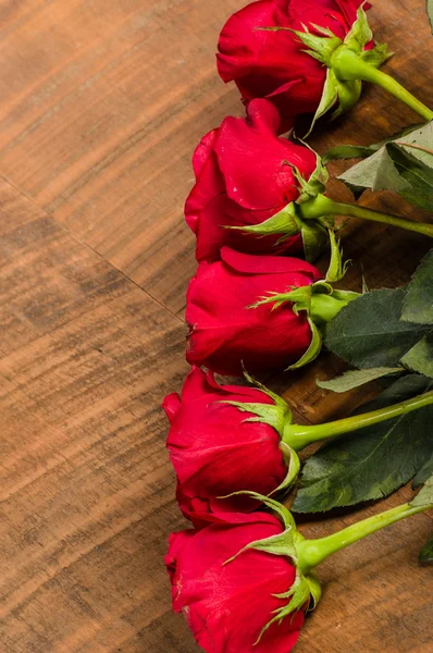 Overhead of row of roses — Stock Photo, Image