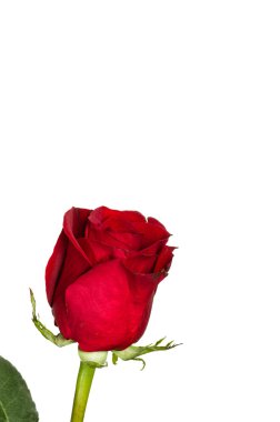 Tek parlak kırmızı gül izole