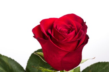 Tek parlak kırmızı gül izole